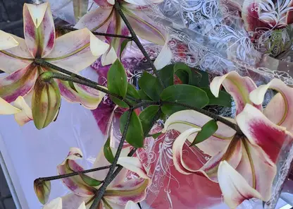 В Центральном районе Красноярска выявляют точки незаконной уличной торговли. А где продавать разрешено?