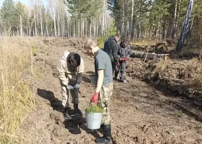 Более 11 млн хвойных деревьев высадят в лесах Красноярского края