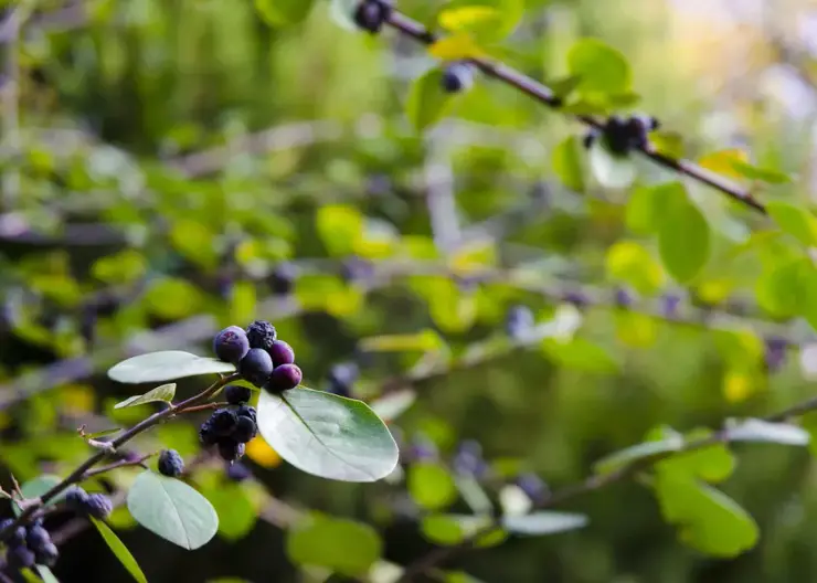 Эксперт назвал опасные ягоды, которые можно перепутать со смородиной или черникой