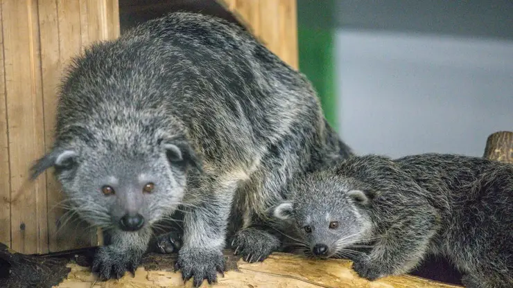 Впервые в России в Новосибирском зоопарке появилось потомство бинтуронгов
