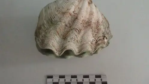 Редкую ракушку пытался вывезти турист из Таиланда в Барнаул