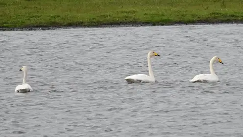 Танец редких краснокнижных лебедей засняли на юге Красноярского края