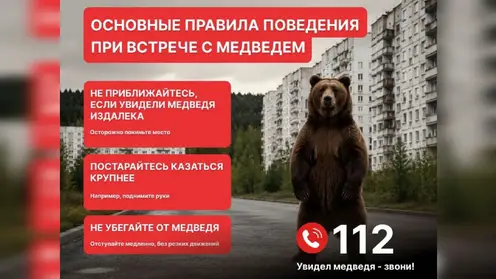 Режим повышенной готовности из-за медведей ввели в Красноярске