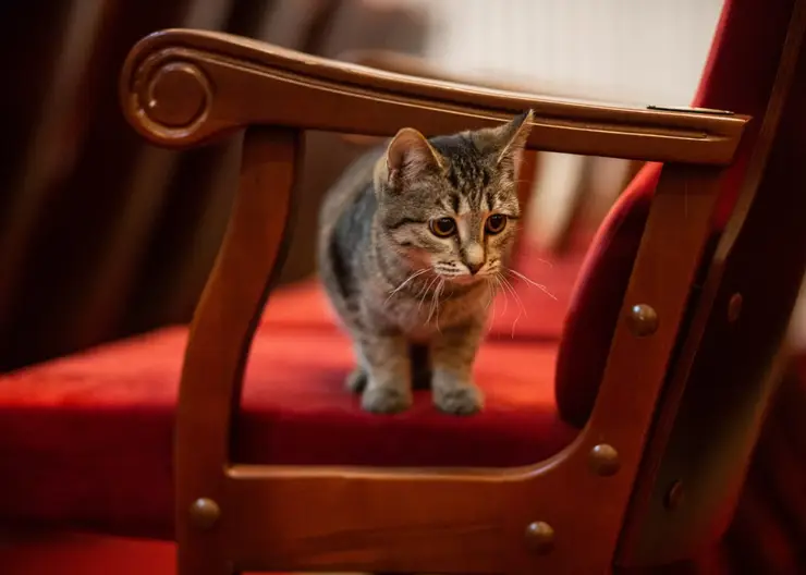 В Красноярском крае бездомный котенок получил роль в спектакле драмтеатра