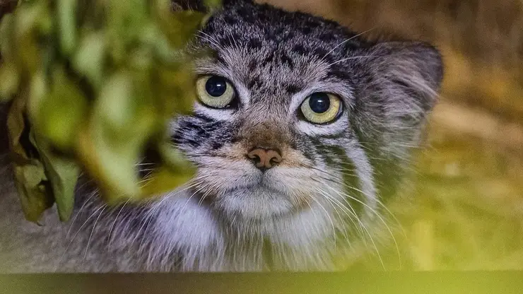 Встречайте нового жителя: в «Роевом ручье» поселился манул из Новосибирска