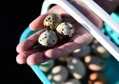 В чем польза перепелиных яиц? Раскрываем секреты здоровья