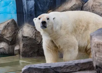 Белый медведь Феликс из «Роева ручья» отпраздновал новоселье