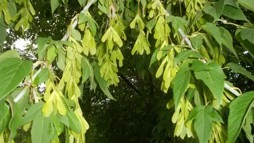 Почему новый федеральный закон ограничивает распространение американского клёна