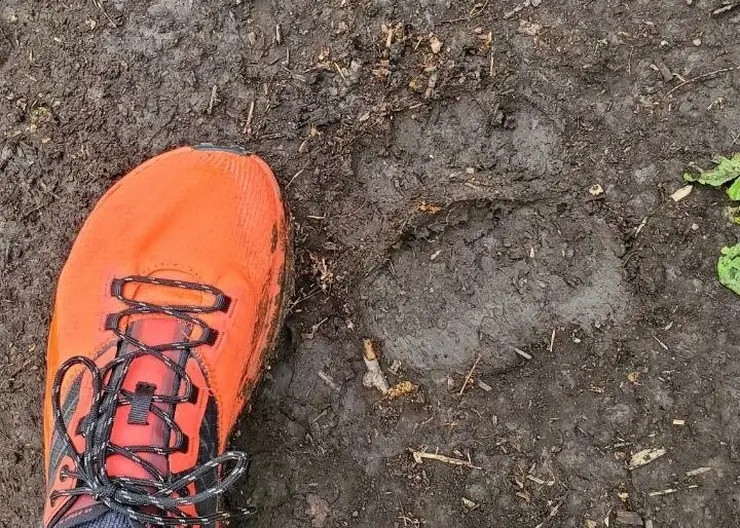 В красноярском экопарке «Гремячая грива» заметили следы медведя