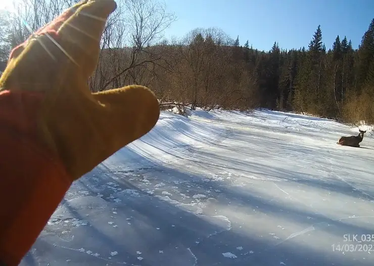 Госинспекторы национального парка «Красноярские Столбы» спасли на льду реки маралуху