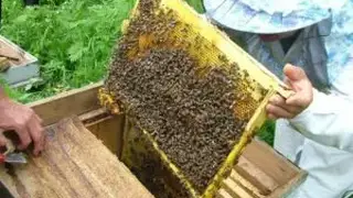 Россельхознадзор обнаружил незарегистрированных пчел в Саяногорске Россельхознадзор обнаружил незарегистрированных пчел в Саяногорске