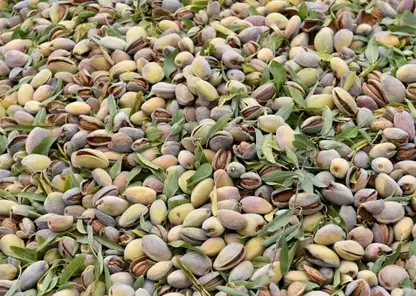 10–20 орехов в день: краснояркам рассказали, сколько миндаля можно есть без вреда для здоровья