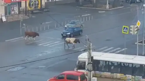 В сети завирусилось видео с переходящими дорогу по светофору коровами в Красноярском крае