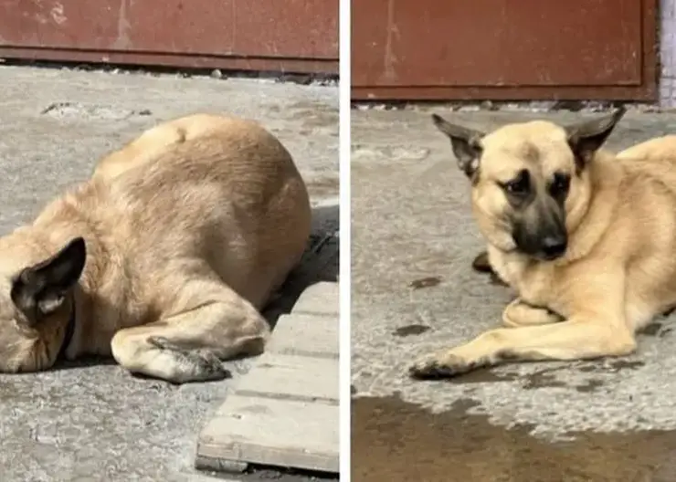 Собака покусала троих людей в ачинском приюте «Доброе сердце»