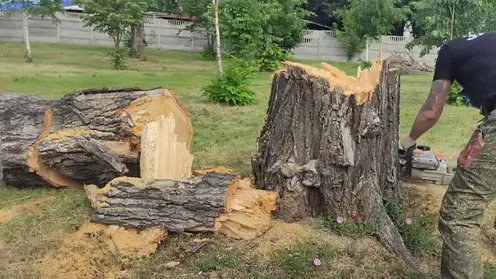 В Красноярске убирают сухие деревья