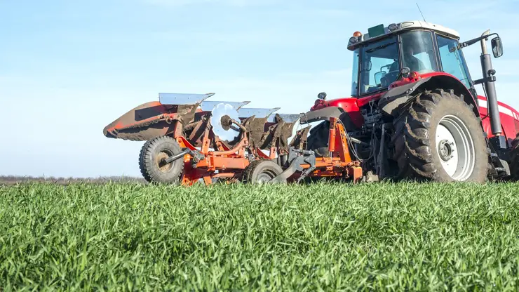 Рапсовый листоед и хлебные блошки атаковали Сибирь