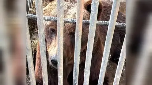 Московские зоозащитники приехали спасать парализованного медведя из придорожного кафе под Красноярском