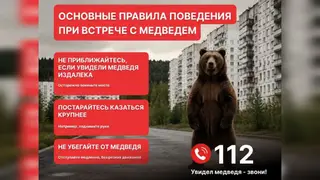 Режим повышенной готовности из-за медведей ввели в Красноярске