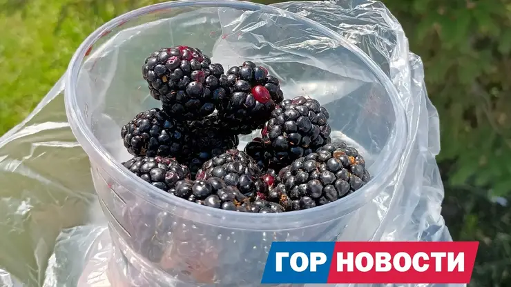 На рынках Красноярска появилась малина и ежевика