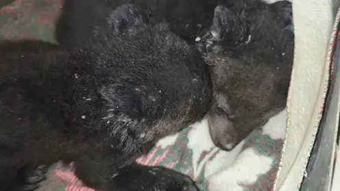 В Приморье убили медведицу в берлоге — её осиротевших малышей спасают зоозащитники