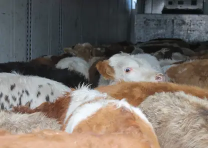 В Хакасии задержали фуру с 55 бычками без документов, следовавших из Тывы в Дагестан