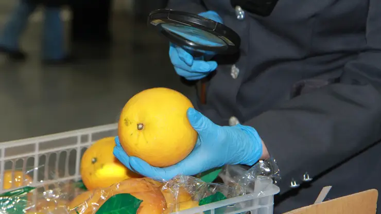 В Красноярск доставили 7,5 тыс. тонн импортных фруктов и овощей в январе