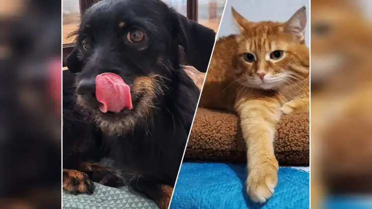 Закон о запрете кормления животных возле домов раскритиковали в Красноярске