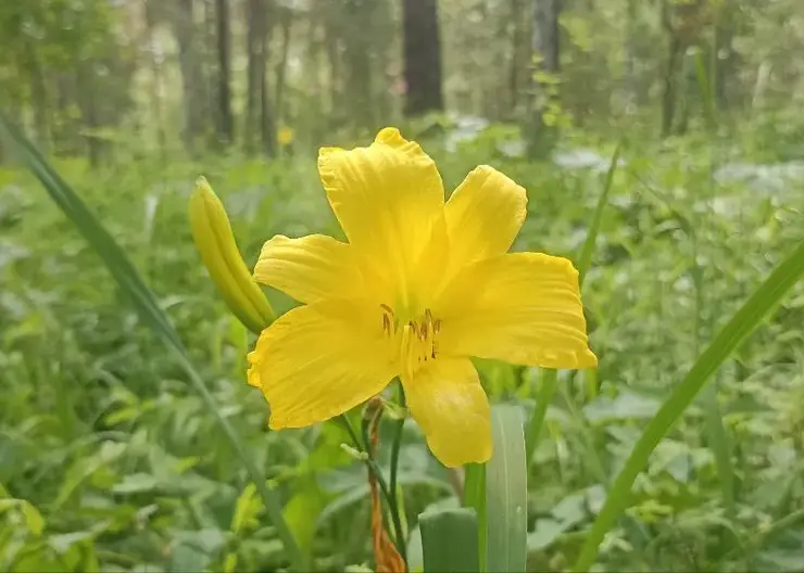 Мимолётная красота: в Минусинском бору запечатлели цветение краснокнижного красноднева