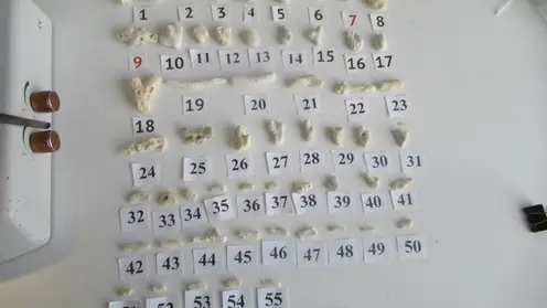 Более полусотни редких китайских кораллов попыталась провезти жительница Красноярска в чемодане