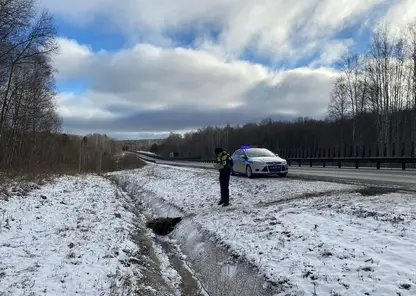 Дальнобойщик насмерть сбил медведя на трассе в Красноярском крае