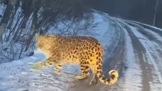 Хищник из России: дальневосточного леопарда засняли в Китае