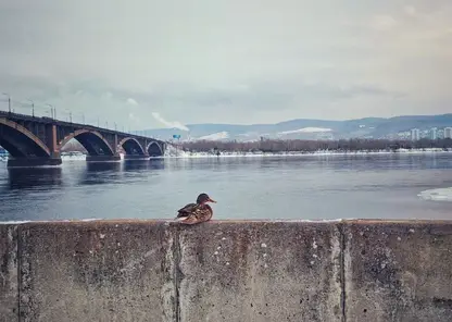 В Красноярск придет резкое похолодание в пятницу, 20 февраля