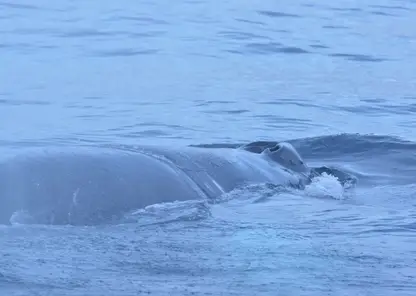 Запутавшегося в рыбацких сетях краснокнижного кита Станислава спасли в Баренцевом море