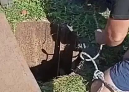 Спасатель вытащил овечку из колодца в Новосибирской области. Об этом его попросили дети