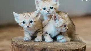 Три барханных котёнка подрастают в Новосибирском зоопарке Три барханных котёнка подрастают в Новосибирском зоопарке