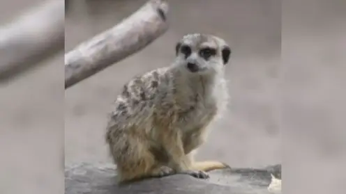 В зоопарке Новосибирска показали сурикатов, покоривших посетителей интеллектом