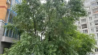 В День Ивана Купалы в Красноярске будет тепло, но дождливо: синоптики обещают до +25° и ливни