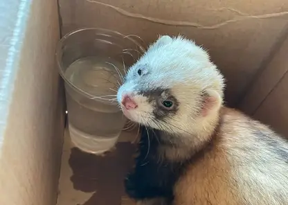 В красноярском экопарке «Гремячая грива» потерялся милый хорек