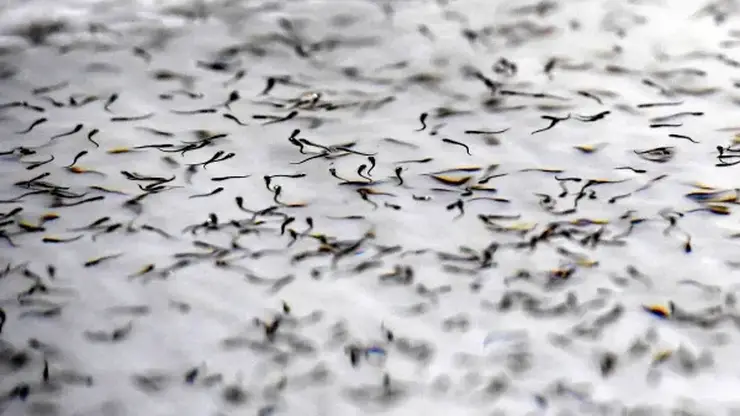 «Норникель» усиливает экологические инициативы: зарыбление Енисея продолжается