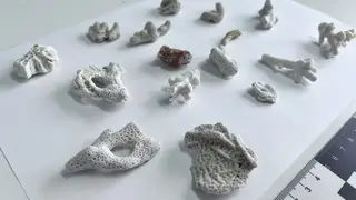 В Барнауле у туриста из Вьетнама изъяли 16 кораллов