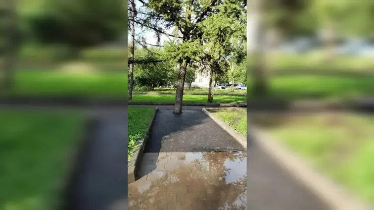 Дерево в асфальте: глава Красноярска раскритиковал работу подрядчиков, «заковавших» дерево в асфальт