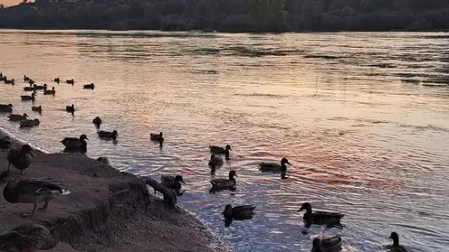 Красноярский ученый рассказал об опасности городских уток