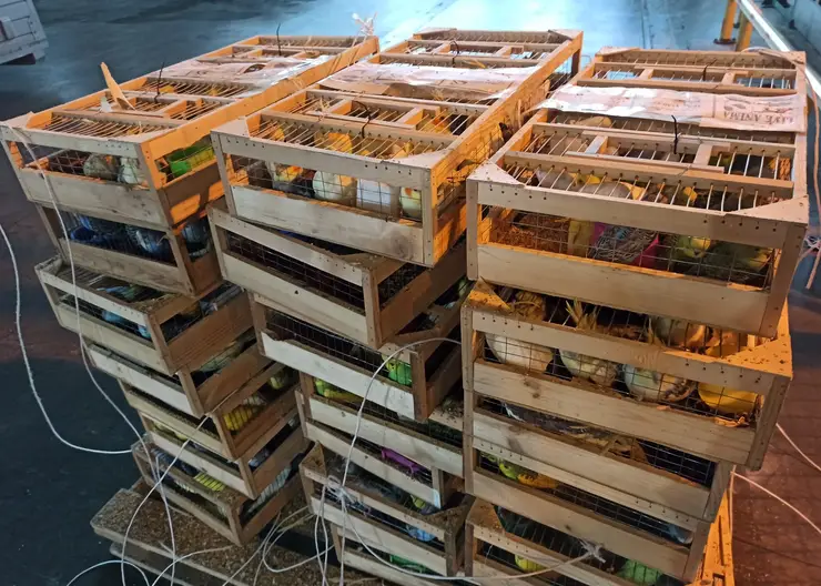 В Красноярск прилетели почти 2 тысячи попугаев из Кыргызстана