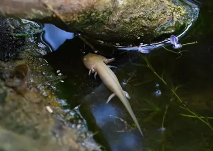 Аксолотли, тритоны и шпорцевые лягушки появились в Ботаническом саду ТГУ