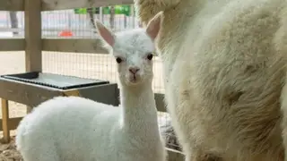 Милота зашкаливает! В омском парке «Пача Мама» родилась альпака Любочка Милота зашкаливает! В омском парке «Пача Мама» родилась альпака Любочка