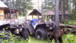 Медвежонок забрел на кордон заповедника «Тунгусский» (видео)