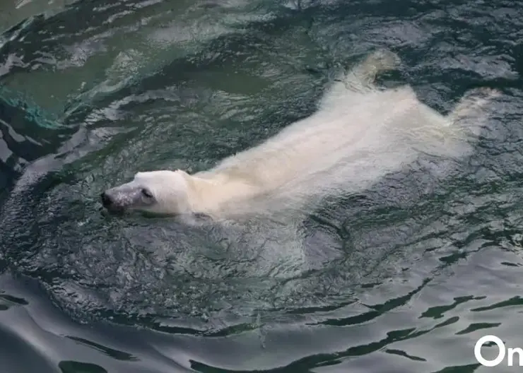 В Новосибирском зоопарке разгорается скандал из-за здоровья белой медведицы Герды