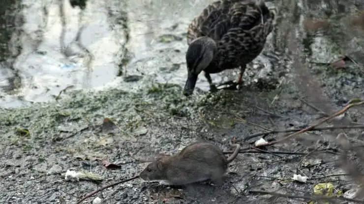 Уличные крысы девять раз напали на жителей Красноярска в первом квартале 2025-го