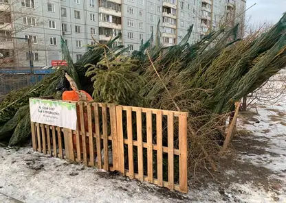 В Красноярске этой зимой не будет специальных пунктов для сбора использованных елок