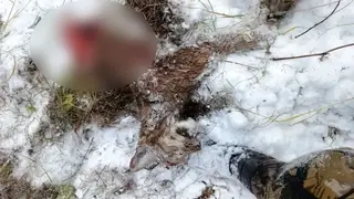 Голодные медведи начали нападать на других зверей в лесах Красноярского края